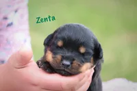 Zenta , a female Rottweiler for sale in Manheim, PA – 1 of 6