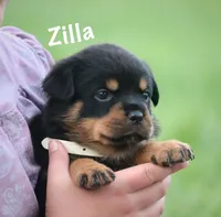 Zilla , a female Rottweiler for sale in Manheim, PA – 4 of 10