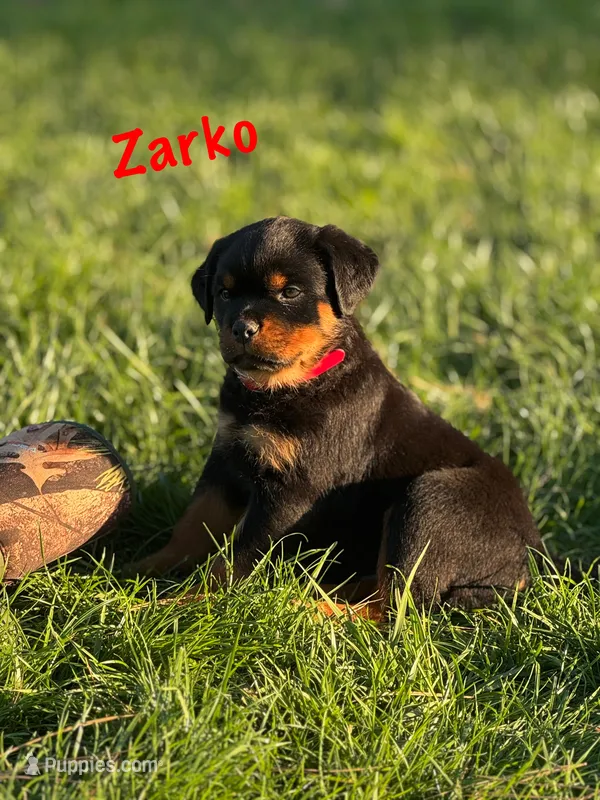 Zarko – Rottweiler puppy for sale in Manheim, PA