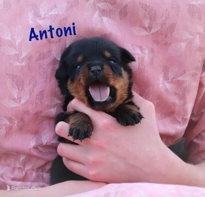 Antoni  – Rottweiler puppy for sale in Manheim, PA