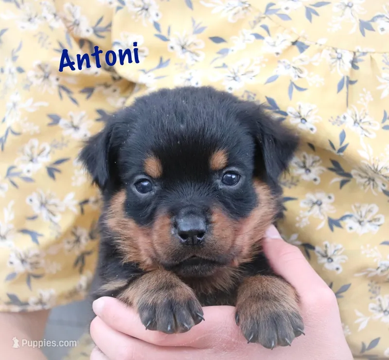 Antoni  – Rottweiler puppy for sale in Manheim, PA