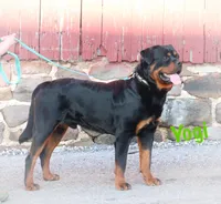 Antoni , a male Rottweiler for sale in Manheim, PA – Photo 4 of 5