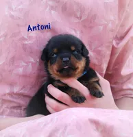 Antoni , a male Rottweiler for sale in Manheim, PA – Photo 2 of 5