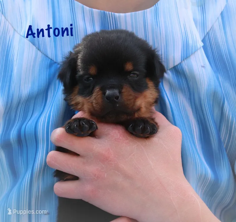 Antoni  – Rottweiler puppy for sale in Manheim, PA