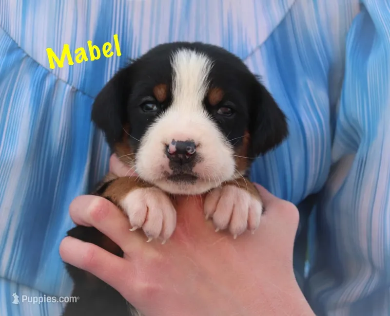 Mabel – Greater Swiss Mountain Dog puppy for sale in Manheim, PA