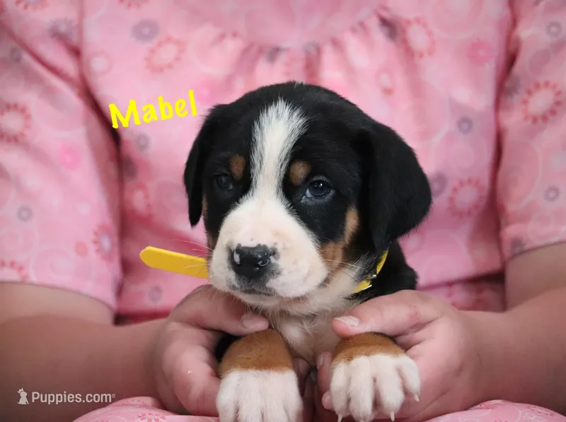 Mabel – Greater Swiss Mountain Dog puppy on hold in Manheim, PA