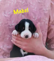 Mabel, a female Greater Swiss Mountain Dog for sale in Manheim, PA – Photo 2 of 4