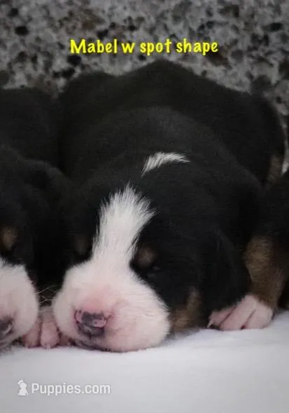 Mabel – Greater Swiss Mountain Dog puppy for sale in Manheim, PA