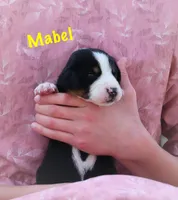 Mabel, a female Greater Swiss Mountain Dog for sale in Manheim, PA – Photo 1 of 4