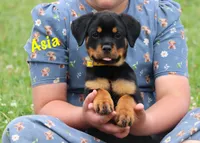 Asia , a female Rottweiler for sale in Manheim, PA – 1 of 10