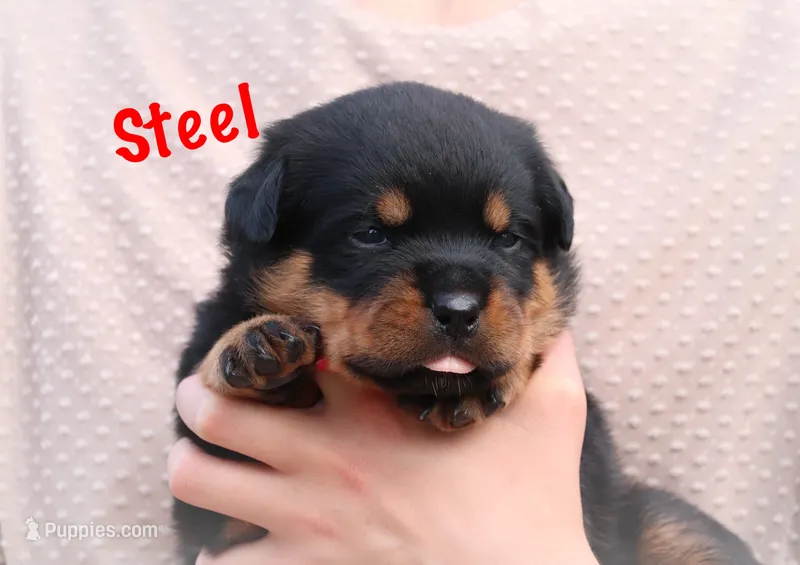 Steel – Rottweiler puppy for sale in Manheim, PA