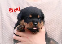 Steel, a male Rottweiler for sale in Manheim, PA – 4 of 10