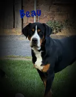 Nika, a female Greater Swiss Mountain Dog for sale in Manheim, PA – 7 of 7