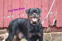 Zarko, a male Rottweiler for sale in Manheim, PA – 4 of 5