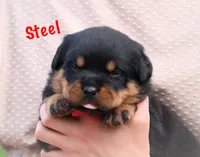 Steel, a male Rottweiler for sale in Manheim, PA – 5 of 10