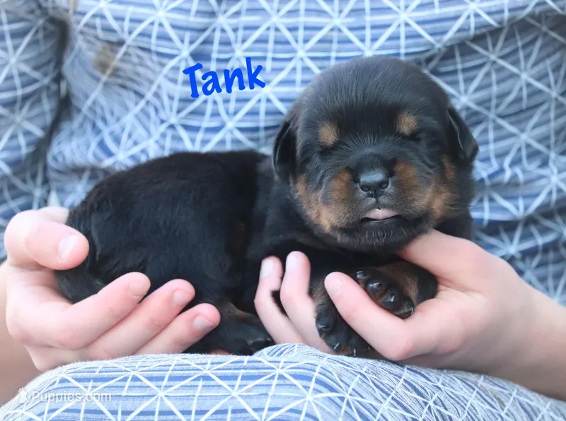 Tank – Rottweiler puppy for sale in Manheim, PA
