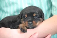 Tank, a male Rottweiler for sale in Manheim, PA – Photo 1 of 8