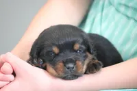 Tank, a male Rottweiler for sale in Manheim, PA – Photo 2 of 8