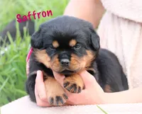 Saffron , a female Rottweiler for sale in Manheim, PA – 6 of 10