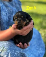 Zora, a female Rottweiler for sale in Manheim, PA – 3 of 8