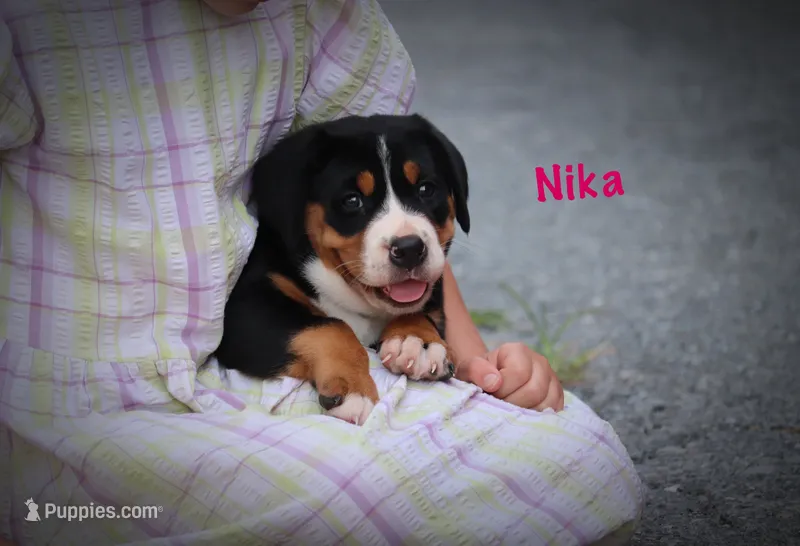 Nika – Greater Swiss Mountain Dog puppy for sale in Manheim, PA