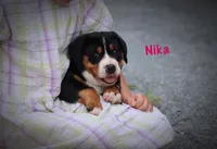 Nika, a female Greater Swiss Mountain Dog for sale in Manheim, PA – 1 of 7