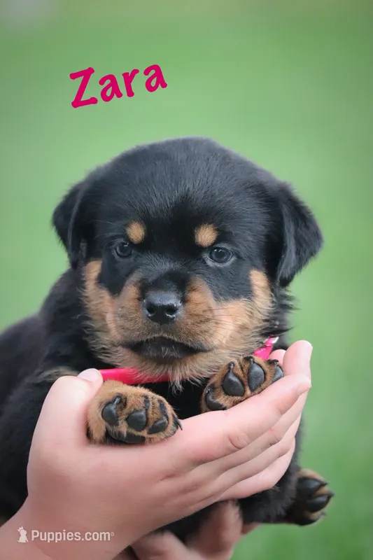 Zara – Rottweiler puppy for sale in Manheim, PA