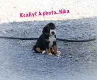 Nika, a female Greater Swiss Mountain Dog for sale in Manheim, PA – 2 of 7