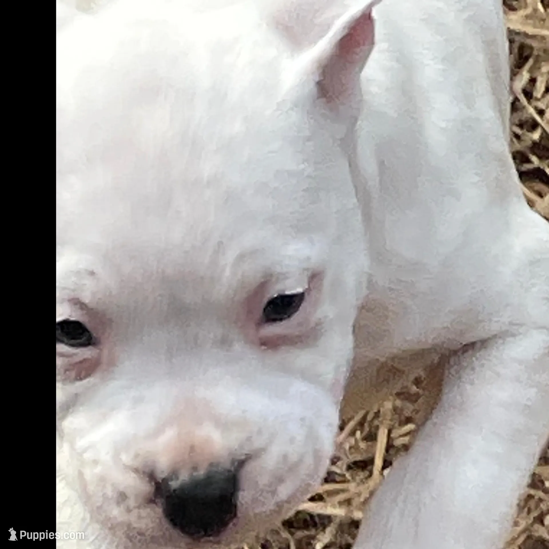 Mini, a female American Pit Bull Terrier for sale in Chapel Hill, NC – Photo 4 of 7