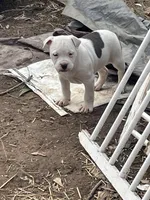 Mini, a female American Pit Bull Terrier for sale in Chapel Hill, NC – Photo 3 of 7