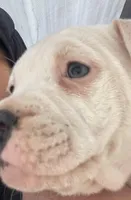 Mini, a female American Pit Bull Terrier for sale in Chapel Hill, NC – Photo 5 of 7