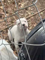 Mini, a female American Pit Bull Terrier for sale in Chapel Hill, NC – Photo 2 of 7