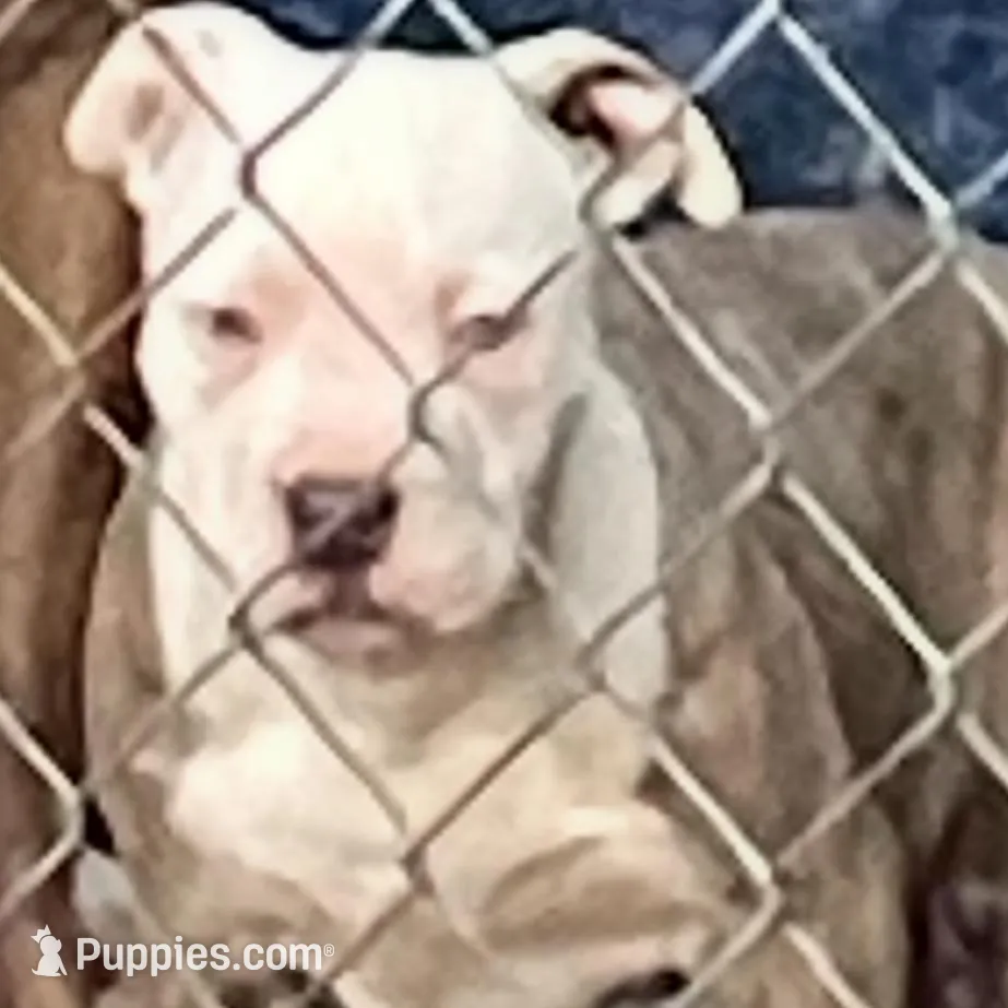 Flame (red) Mini (white, a male American Pit Bull Terrier for sale in Chapel Hill, NC – Photo 4 of 4