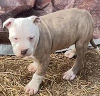 Flame (red) Mini (white, a male American Pit Bull Terrier for sale in Chapel Hill, NC – Photo 2 of 4