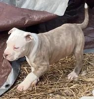 Flame (red) Mini (white, a male American Pit Bull Terrier for sale in Chapel Hill, NC – Photo 3 of 4