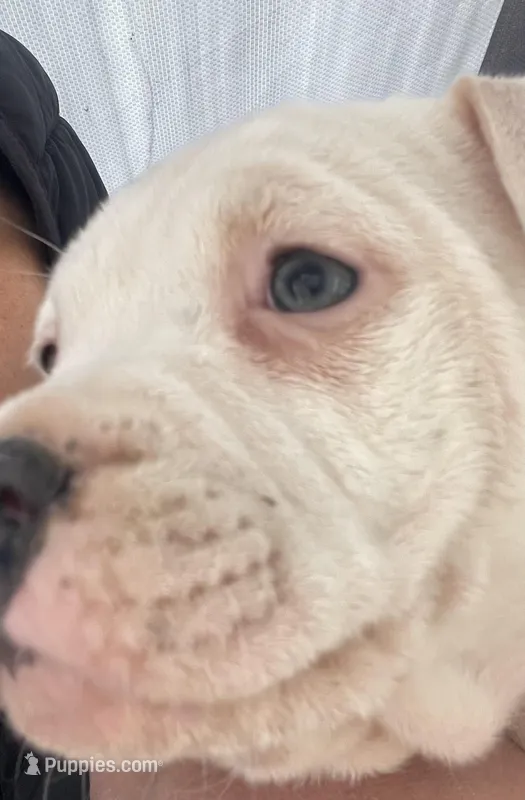 Flame (red) Mini (white