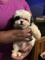Patches , a male Bichon Frise and Shihpoo for sale in Hammond, IN – 2 of 3