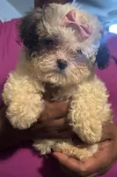 Izzy, a female Bichon Frise and Shihpoo for sale in Hammond, IN – 2 of 3