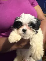 Milkbone, a male Bichon Frise and Shihpoo for sale in Hammond, IN – 2 of 3