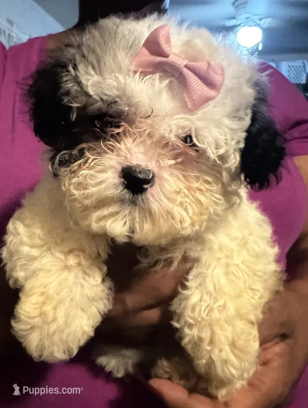 Izzy – Bichon Frise, Shihpoo puppy for sale in Hammond, IN
