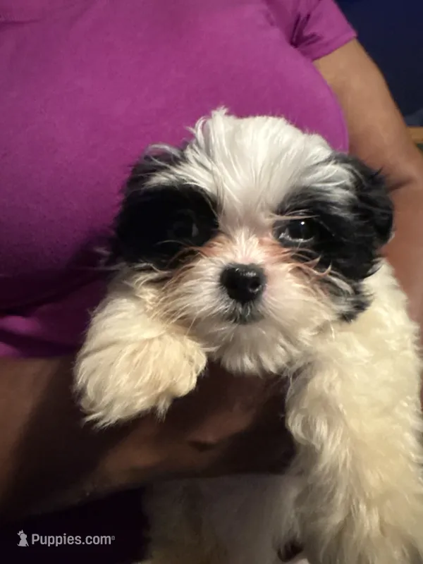 Milkbone – Bichon Frise, Shihpoo puppy for sale in Hammond, IN