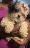 Izzy, a female Bichon Frise and Shihpoo for sale in Hammond, IN – 3 of 3
