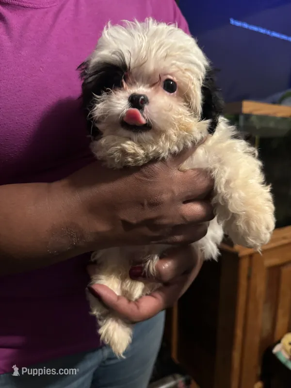 Patches  – Bichon Frise, Shihpoo puppy for sale in Hammond, IN