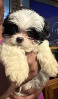 Milkbone, a male Bichon Frise and Shihpoo for sale in Hammond, IN – 3 of 3