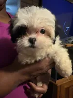 Patches , a male Bichon Frise and Shihpoo for sale in Hammond, IN – 3 of 3
