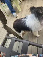 Bear, a male Shetland Sheepdog for sale in Knoxville, TN – 6 of 6