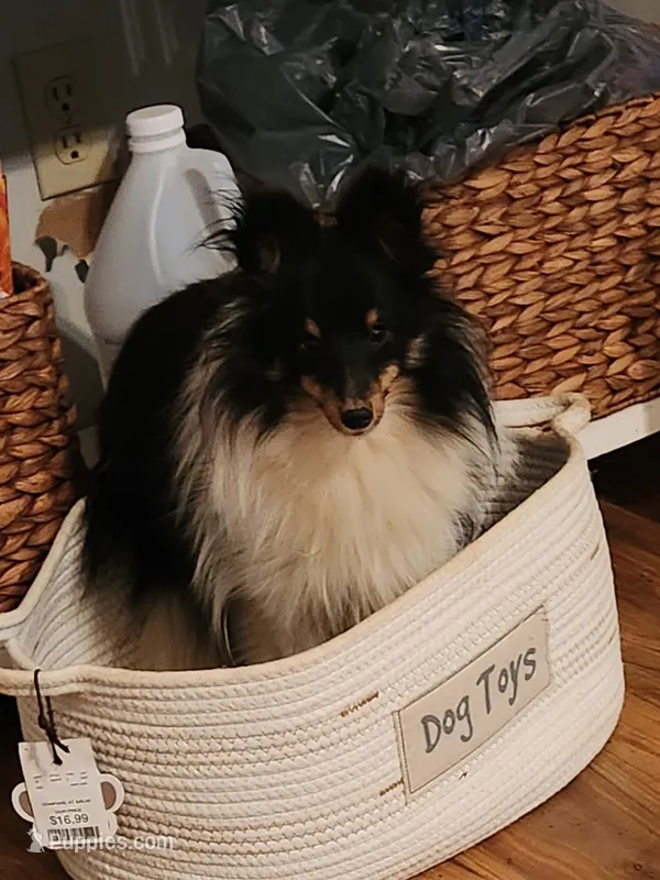 Bear  11" tall 8 lbs – Shetland Sheepdog puppy for sale in Knoxville, TN