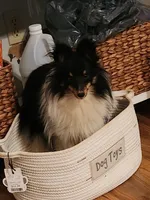 Bear  11" tall 8 lbs, a male Shetland Sheepdog for sale in Knoxville, TN – 1 of 5