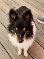 Bear  11" tall 8 lbs, a male Shetland Sheepdog for sale in Knoxville, TN – 5 of 8