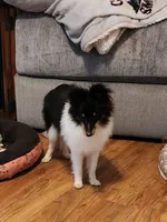 Bear  11" tall 8 lbs, a male Shetland Sheepdog for sale in Knoxville, TN – 3 of 8
